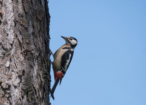 Close up male bird The great spotted woodpecker, Dendrocopos major perched on the larch tree trunk. Blue sky background. Selective focus