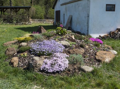 spring garden with rock garden in full bloom with pink Phlox, Armeria maritima, sea thrift, Bergenia or elephants ears, carnation and other colorful blooming flowers and old house, gazebo or pergola.
