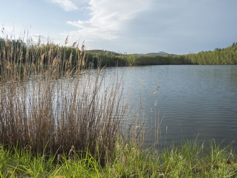 view on calm water of forest lake, fish pond Kunraticky rybnik with birch and spruce trees growing along the shore and clear blue sky in golden sun light. Nature background. Spring landscape.