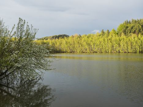 view on calm water of forest lake, fish pond Kunraticky rybnik with blooming tree, birch and spruce trees growing along the shore in golden sun light. Nature background. Spring landscape.