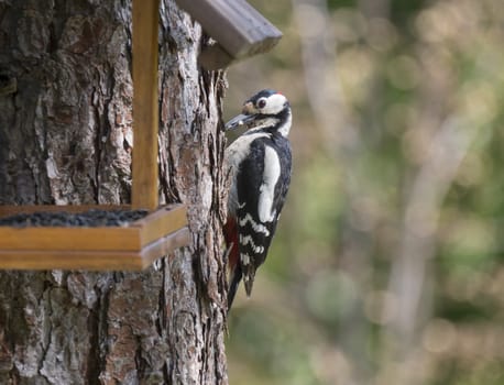 Close up male bird The great spotted woodpecker, Dendrocopos major perched on the larch tree trunk with the bird feeder table with sunflower seed. Selective focus