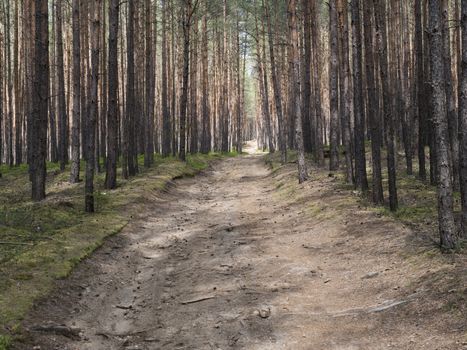 Wide empty forest dirt road in spring green spruce tree forest with bare tree trunk in gentle sun light.