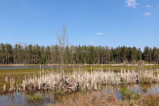 Peaceful country scene - pond in the forest, Pilsen region, Kokot area, Czech Republic