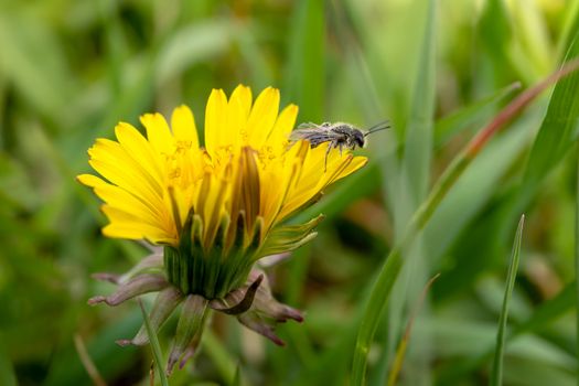 Detail of insect on bloom of dandelion