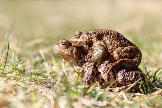 Detail of the pair of brown frogs in a grass - reproduction