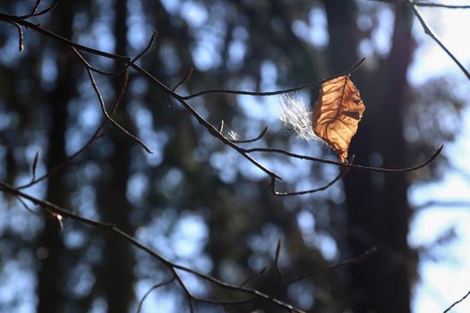 Abstract image of the old leaf and fluff on twigs of tree in back light