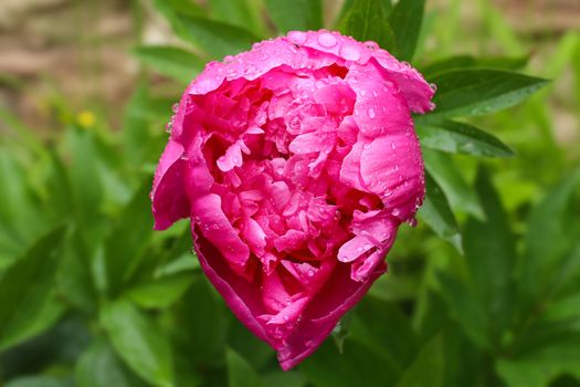 Peony flower in the rain - detail of the bloom of peony