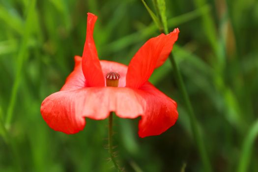 Red petals of corn poppy in wind - detail