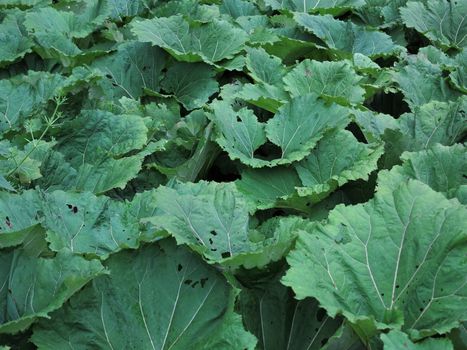 Abstract detail of the burdock leaves                      