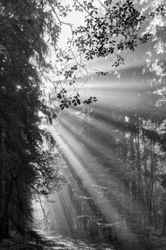 Black and white God beams - sun rays n the early morning forest