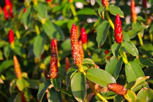 Costus spicatus also known as spiked spiralflag ginger or Indian head ginger is a species of herbaceous plant in the Costaceae family with defocused background, blossoming flower and green leaves