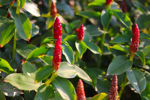 Costus spicatus also known as spiked spiralflag ginger or Indian head ginger is a species of herbaceous plant in the Costaceae family with defocused background, blossoming flower and green leaves