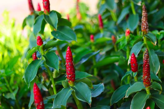 Costus spicatus also known as spiked spiralflag ginger or Indian head ginger is a species of herbaceous plant in the Costaceae family with defocused background, blossoming flower and green leaves