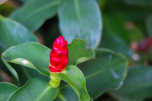 Costus spicatus also known as spiked spiralflag ginger or Indian head ginger is a species of herbaceous plant in the Costaceae family with defocused background, blossoming flower and green leaves