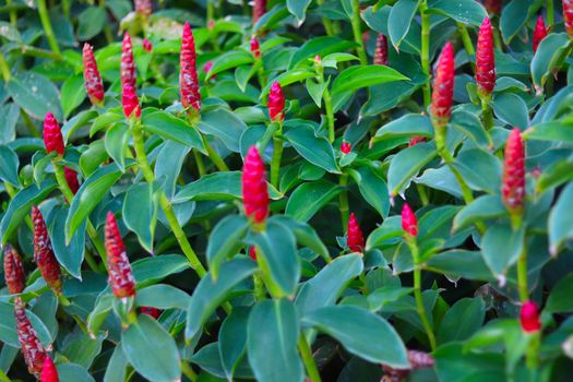 Costus spicatus also known as spiked spiralflag ginger or Indian head ginger is a species of herbaceous plant in the Costaceae family with defocused background, blossoming flower and green leaves