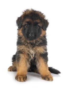 puppy german shepherd in front of white background