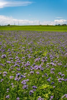 Beautiful flowers and grain fields with bees and insects on Lake Constance