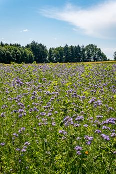 Beautiful flowers and grain fields with bees and insects on Lake Constance