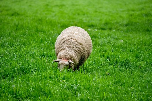 Sheep grazing on green grass meadow