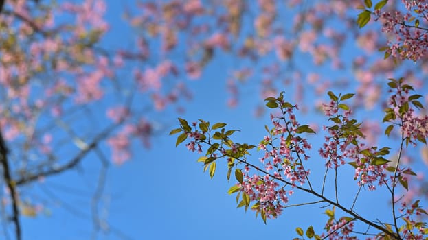 Sakura thailand in the morning time with sky.