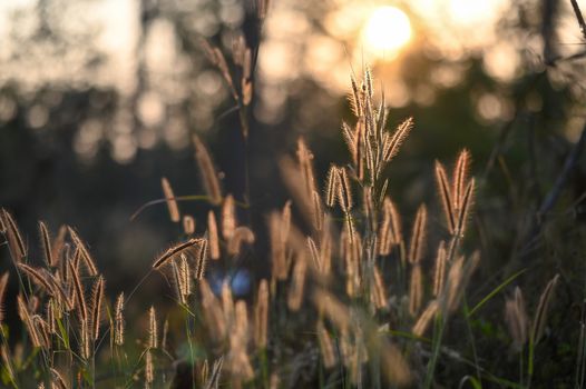 Sunlight shining through the wild grass at the beautiful autumn field.