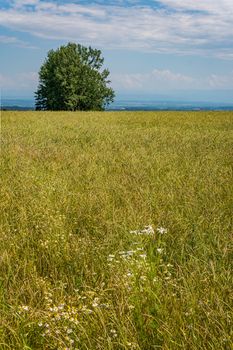 Beautiful flowers and grain fields with bees and insects on Lake Constance