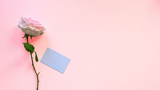 Top view image of pink rose and wishes card tied together with red ribbon all of these putting on the pink table as background. Surprising Valentine's Day gift concept.