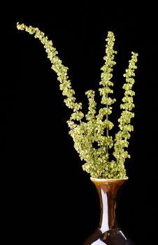 Wild herbs in a vase on isolated on black background