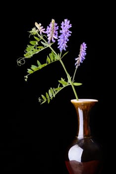 Alfalfa in a vase isolated on black background