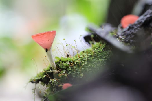 Cookeina sulcipes Fungi cup in close up