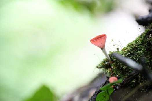 Cookeina sulcipes Fungi cup in close up