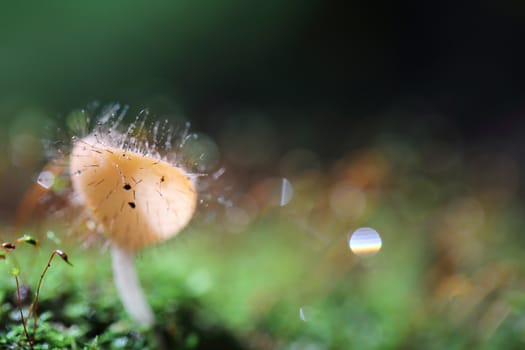 Cookeina sulcipes Fungi cup in close up