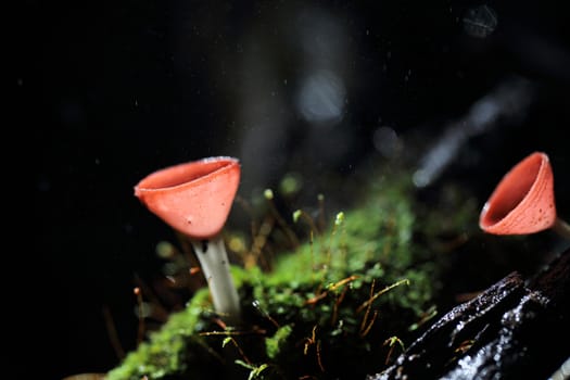 Cookeina sulcipes Fungi cup in close up