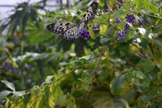 Colorful butterfly with beautiful colours in the Butterfly Farm in Palm Beach Aruba on the famous caribbean island