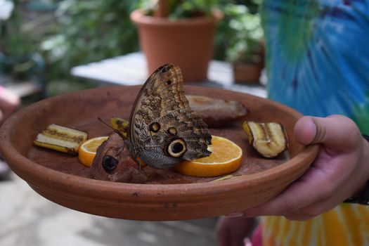 Colorful butterfly with beautiful colours in the Butterfly Farm in Palm Beach Aruba on the famous caribbean island