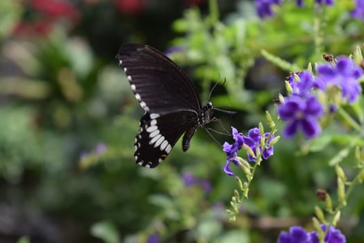 Colorful butterfly with beautiful colours in the Butterfly Farm in Palm Beach Aruba on the famous caribbean island