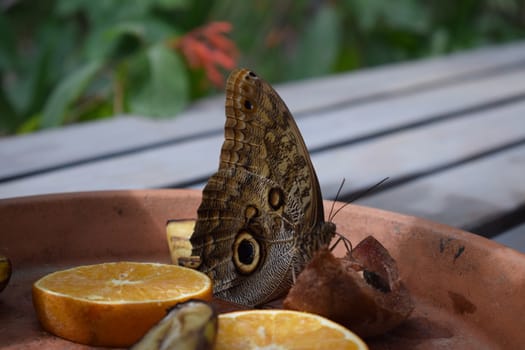 Colorful butterfly with beautiful colours in the Butterfly Farm in Palm Beach Aruba on the famous caribbean island