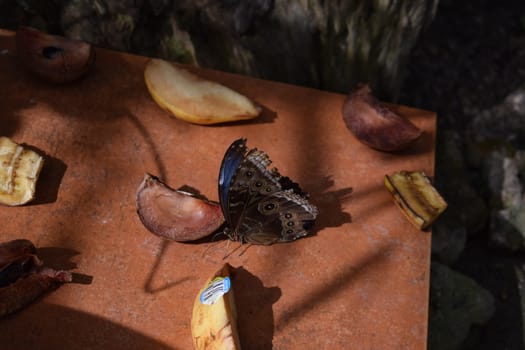 Colorful butterfly with beautiful colours in the Butterfly Farm in Palm Beach Aruba on the famous caribbean island