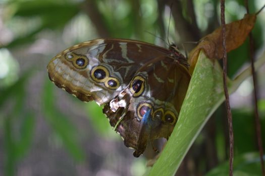 Colorful butterfly with beautiful colours in the Butterfly Farm in Palm Beach Aruba on the famous caribbean island