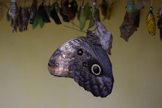 Colorful butterfly with beautiful colours in the Butterfly Farm in Palm Beach Aruba on the famous caribbean island