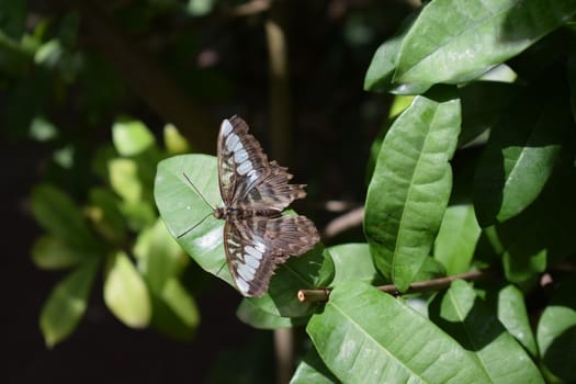 Colorful butterfly with beautiful colours in the Butterfly Farm in Palm Beach Aruba on the famous caribbean island