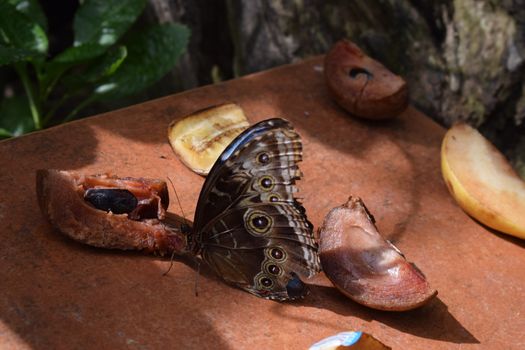 Colorful butterfly with beautiful colours in the Butterfly Farm in Palm Beach Aruba on the famous caribbean island