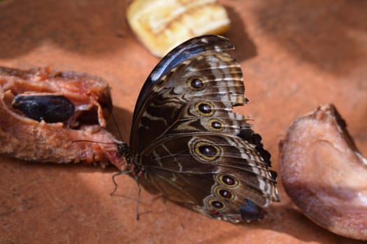 Colorful butterfly with beautiful colours in the Butterfly Farm in Palm Beach Aruba on the famous caribbean island