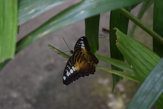 Colorful butterfly with beautiful colours in the Butterfly Farm in Palm Beach Aruba on the famous caribbean island