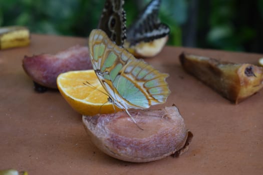 Colorful butterfly with beautiful colours in the Butterfly Farm in Palm Beach Aruba on the famous caribbean island