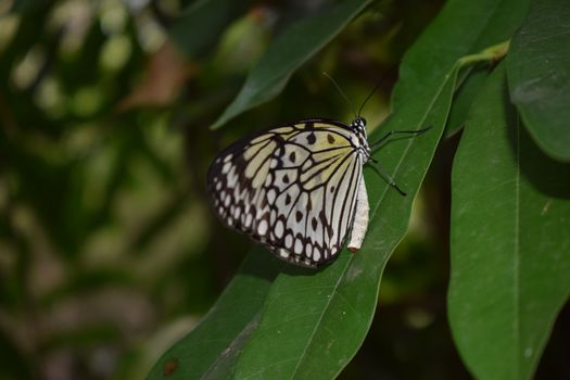 Colorful butterfly with beautiful colours in the Butterfly Farm in Palm Beach Aruba on the famous caribbean island