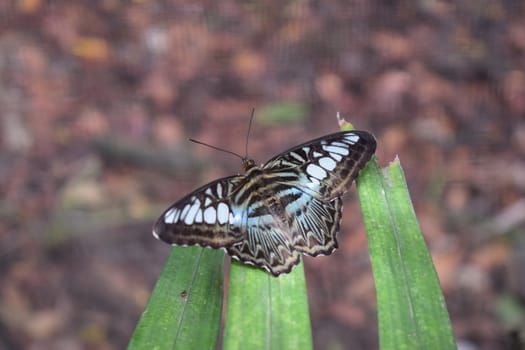 Colorful butterfly with beautiful colours in the Butterfly Farm in Palm Beach Aruba on the famous caribbean island