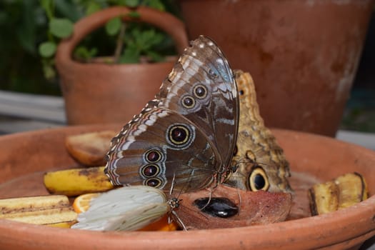 Colorful butterfly with beautiful colours in the Butterfly Farm in Palm Beach Aruba on the famous caribbean island