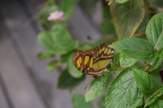 Colorful butterfly with beautiful colours in the Butterfly Farm in Palm Beach Aruba on the famous caribbean island