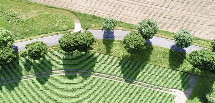 Aerial view of a curve of a path with magnificent green trees along the way, made with drone